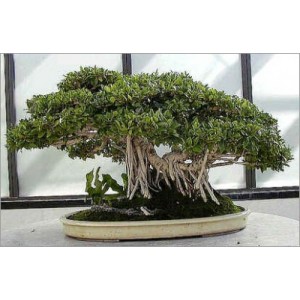 Ficus Benghalensis