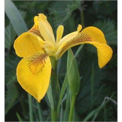 Iris Pseudacorus (Lot de 10 graines)