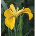 Iris Pseudacorus