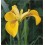 Iris Pseudacorus (Lot de 10 graines)