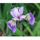 Iris Versicolor