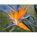 Strelitzia Reginae (Lot de 10 graines)