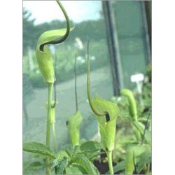 Arisaema Tortuosum (Lot de 10 graines)