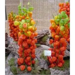 Physalis Franchetii (Lot de 10 graines)