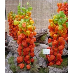 Physalis Franchetii (Lot de 10 graines)