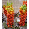 Physalis Franchetii (Lot de 10 graines)