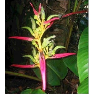 Heliconia Aemygdiana (Lot de 10 graines)