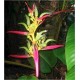 Heliconia Aemygdiana (Lot de 10 graines)