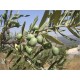 Olea Europaea (Lot de 10 graines)