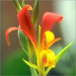 Canna Indica