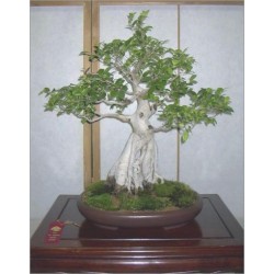 Ficus Religiosa