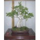 Ficus Religiosa