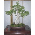 Ficus Religiosa (Lot de 10 graines)