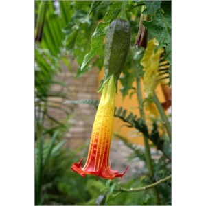 Brugmansia Sanguinea