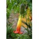 Brugmansia Sanguinea