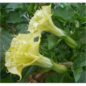 Datura Double Yellow