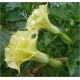 Datura Double Yellow (Lot de 10 graines)