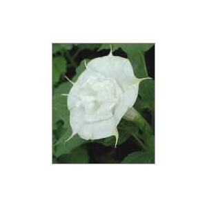 Datura Double White