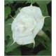 Datura Double White (Lot de 10 graines)