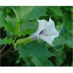 Datura Stramonium