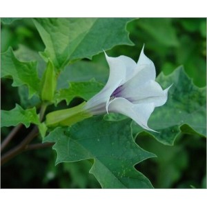 Datura Stramonium (Lot de 10 graines)