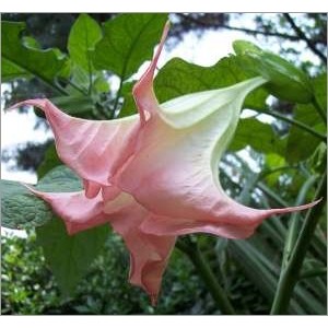 Brugmansia Suaveolens pink