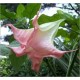 Brugmansia Suaveolens pink