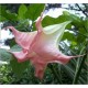 Brugmansia Suaveolens pink (Lot de 10 graines)