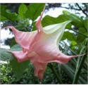 Brugmansia Suaveolens pink