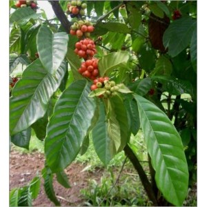 Coffea Arabica nana