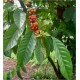 Coffea Arabica nana