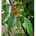 Coffea Arabica nana (Lot de 10 graines)