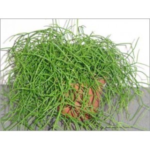 Cactus Rhipsalis Mix (Lot de 10 graines)