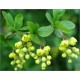 Berberis Vulgaris (Lot de 10 graines)