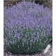 Lavandula Augustifolia (Lot de 10 graines)