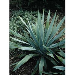 Yucca pallida (Lot de 10 graines)