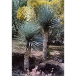 Yucca rigida (Lot de 10 graines)