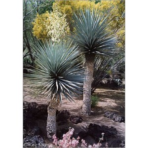 Yucca rigida