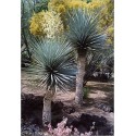 Yucca rigida (Lot de 10 graines)