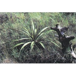 Yucca rupicola (Lot de 10 graines)