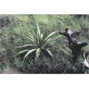 Yucca rupicola