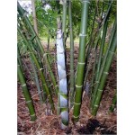 Dendrocalamus Strictus (Lot de 10 graines)