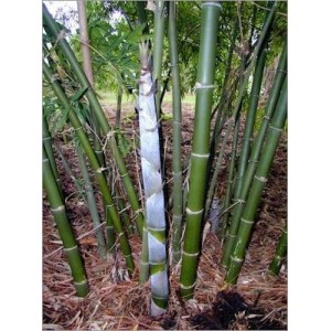 Dendrocalamus Strictus (Lot de 10 graines)