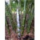 Dendrocalamus Strictus (Lot de 10 graines)