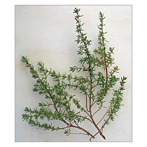 Thymus Vulgaris (Lot de 10 graines)