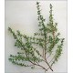 Thymus Vulgaris (Lot de 10 graines)