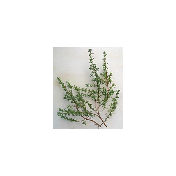Herbe Bio Thym Thymus vulgaris 0.25 GM ~ 830 graines ** FREE UK P & P **