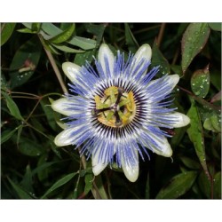 Passiflora Caerulea