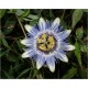 Passiflora Caerulea (Lot de 10 graines)