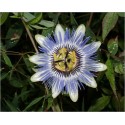 Passiflora Caerulea (Lot de 10 graines)